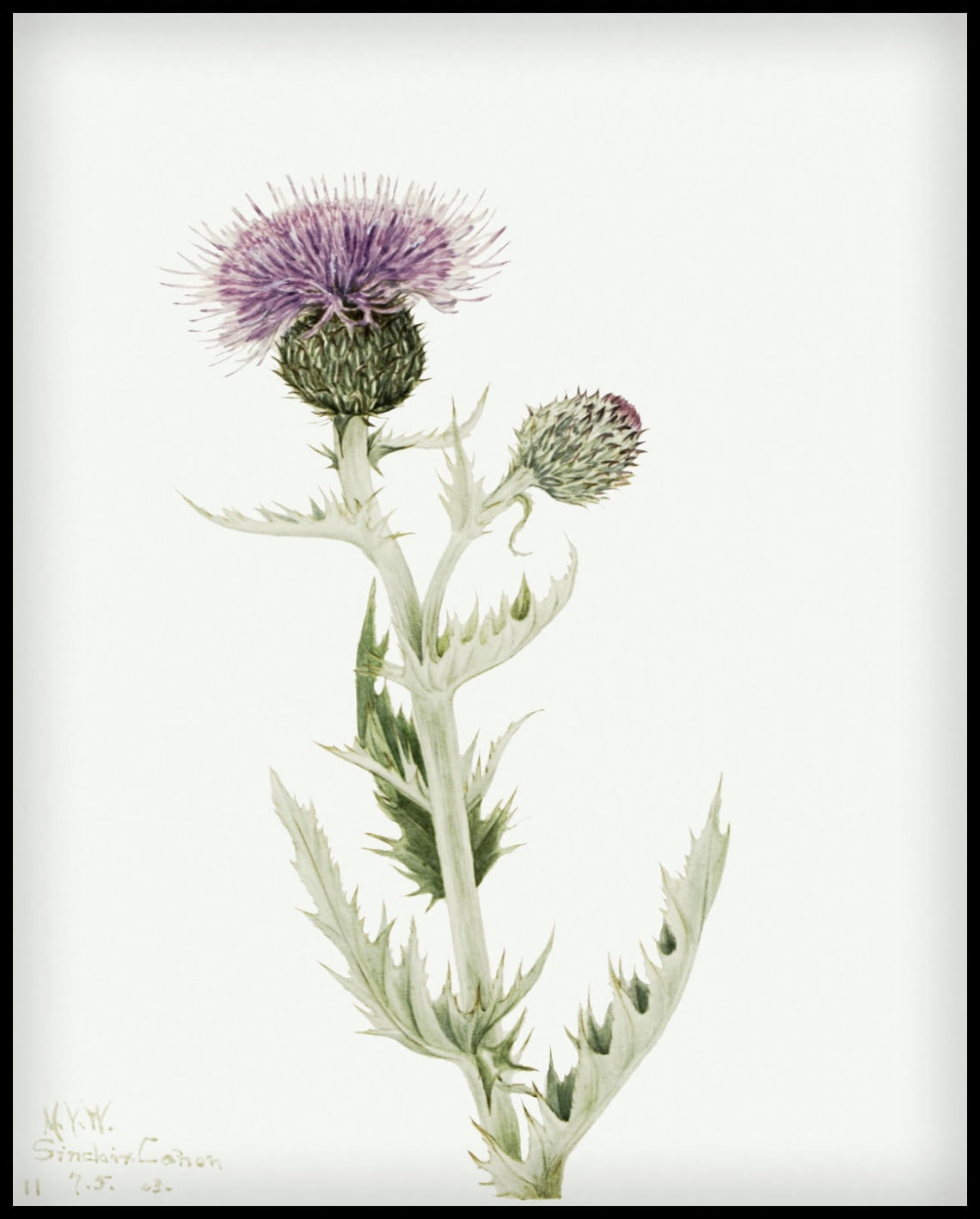 Mary Vaux Walcott Poster