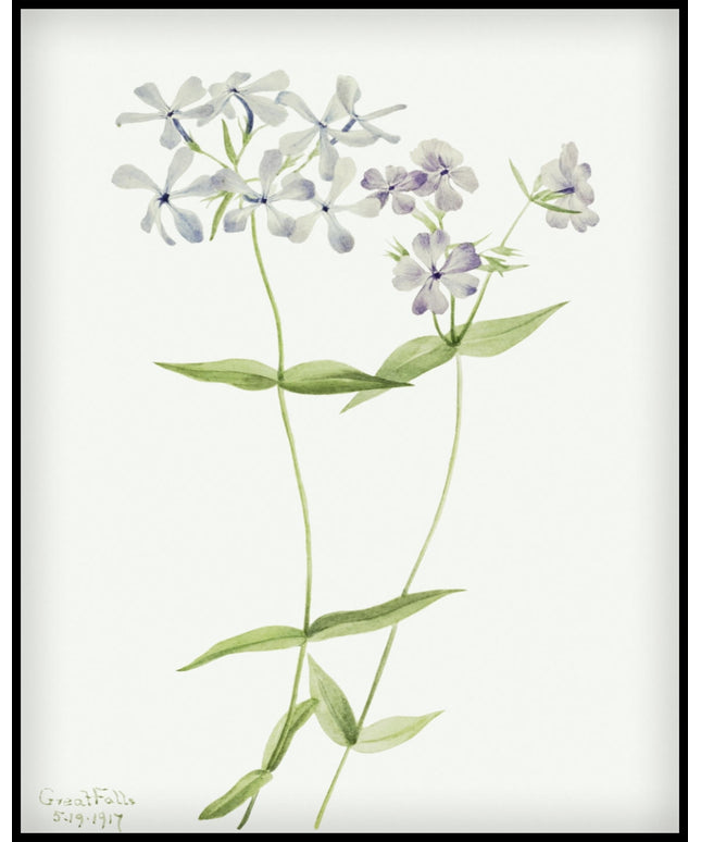 Mary Vaux Walcott Poster