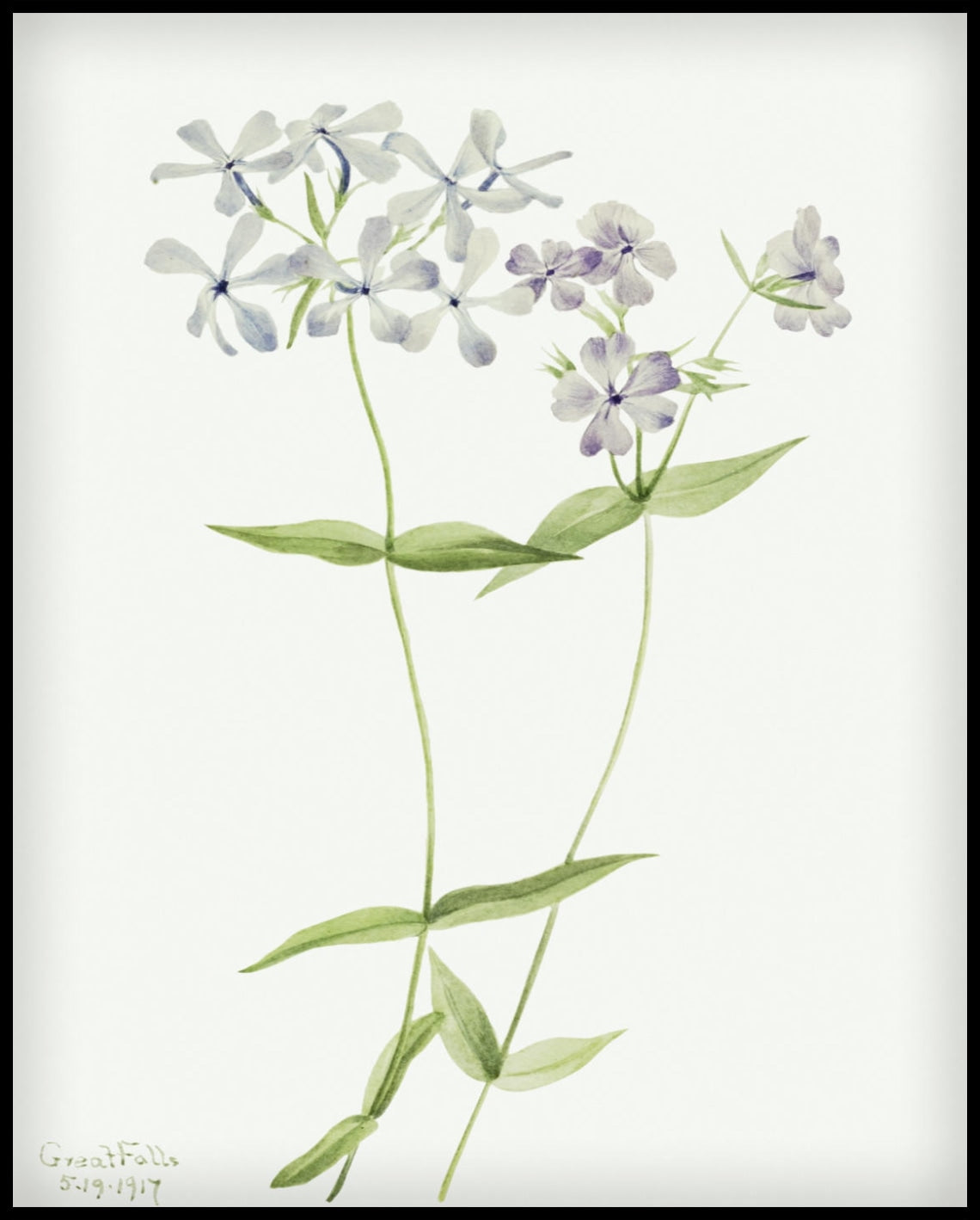 Mary Vaux Walcott Poster