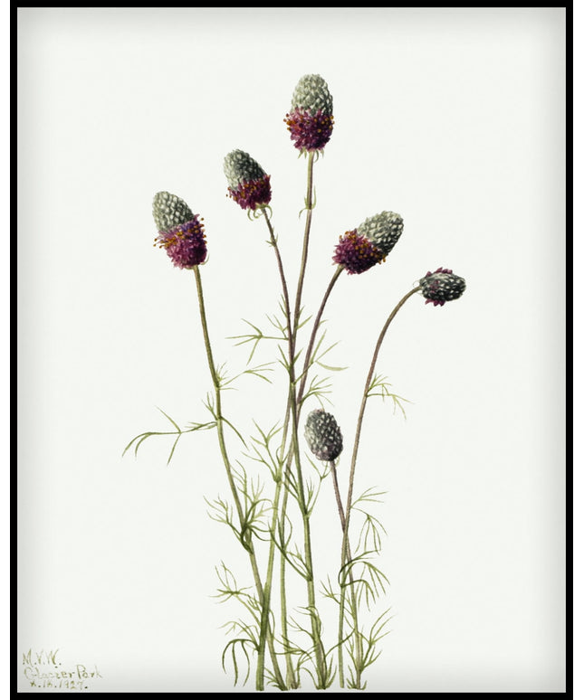 Mary Vaux Walcott Poster