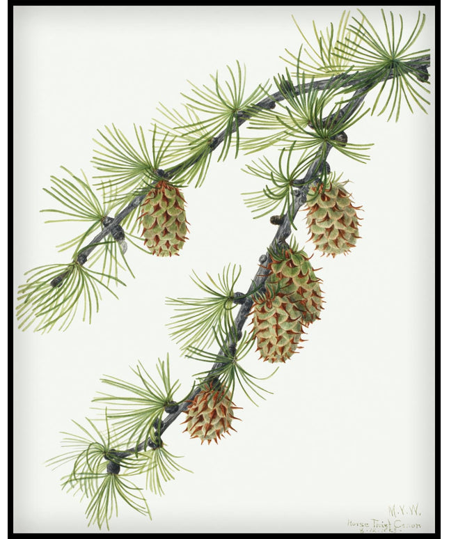 Mary Vaux Walcott Poster