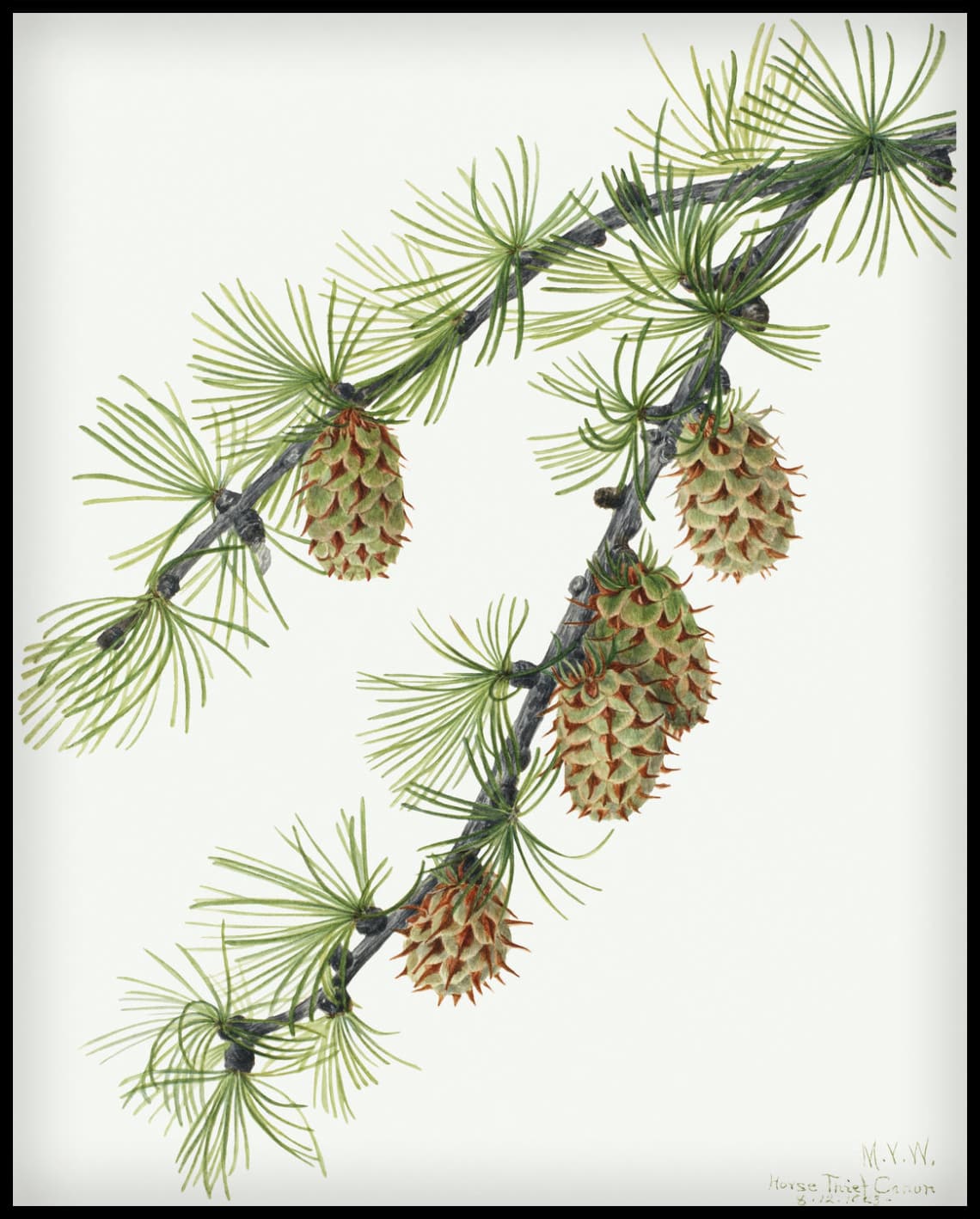 Mary Vaux Walcott Poster