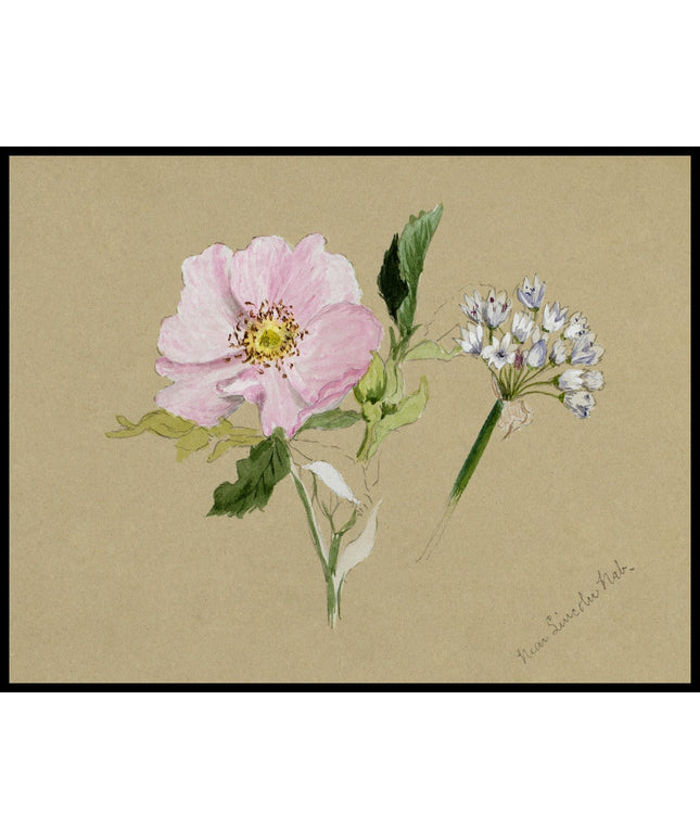 Mary Vaux Walcott Poster