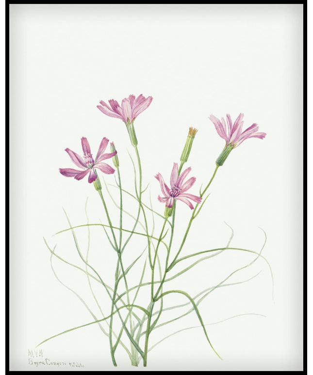 Mary Vaux Walcott Poster