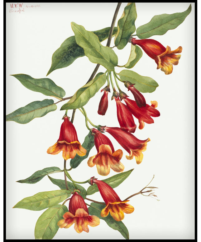 Mary Vaux Walcott Poster