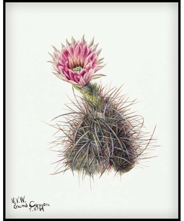 Mary Vaux Walcott Poster