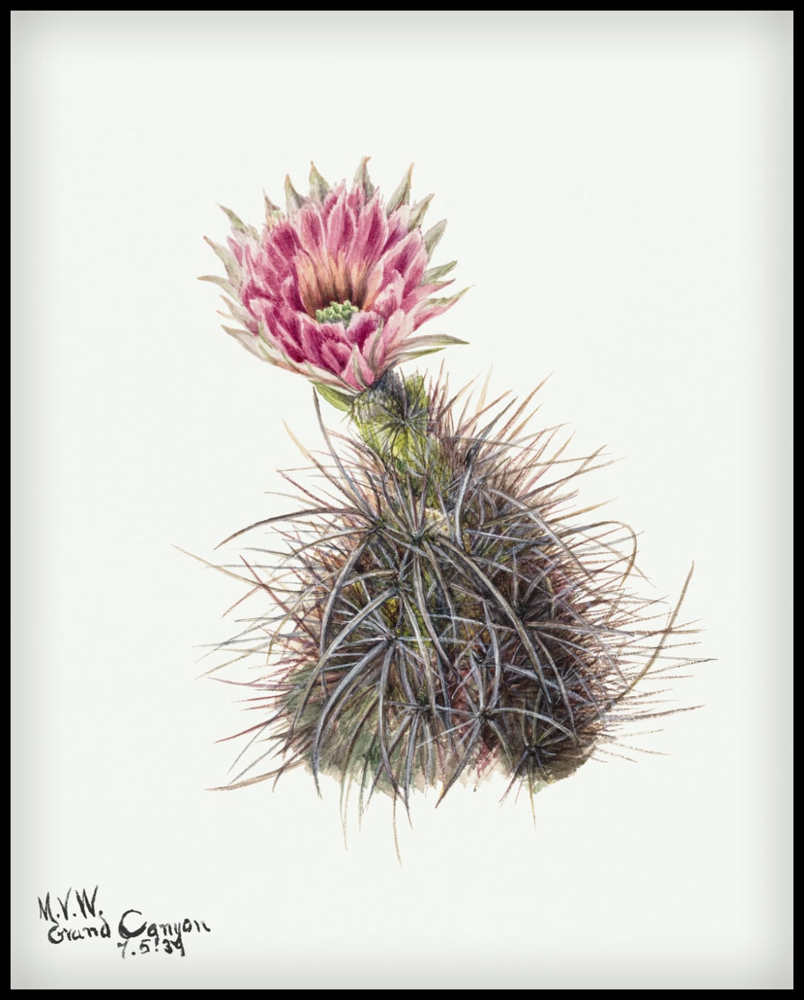 Mary Vaux Walcott Poster