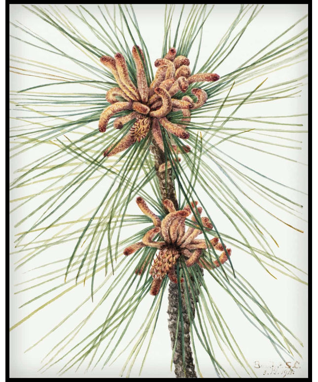 Mary Vaux Walcott Poster