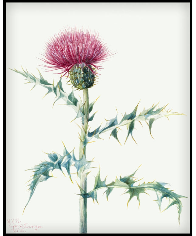 Mary Vaux Walcott Poster