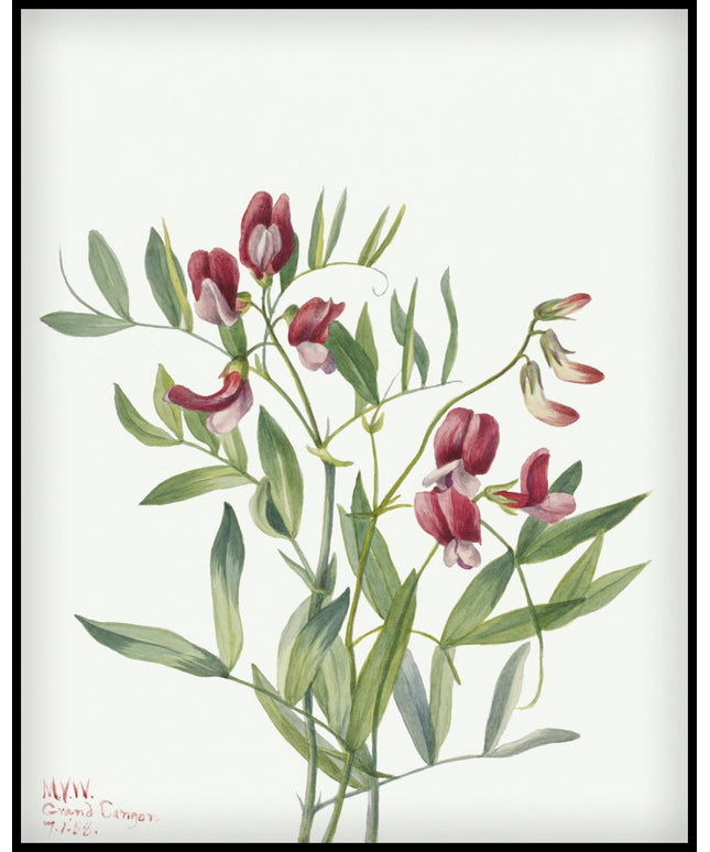 Mary Vaux Walcott Poster