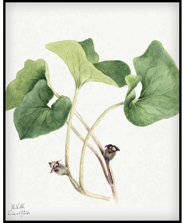 Mary Vaux Walcott Poster