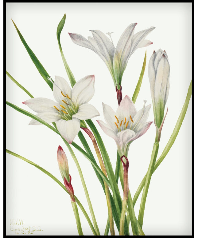 Mary Vaux Walcott Poster