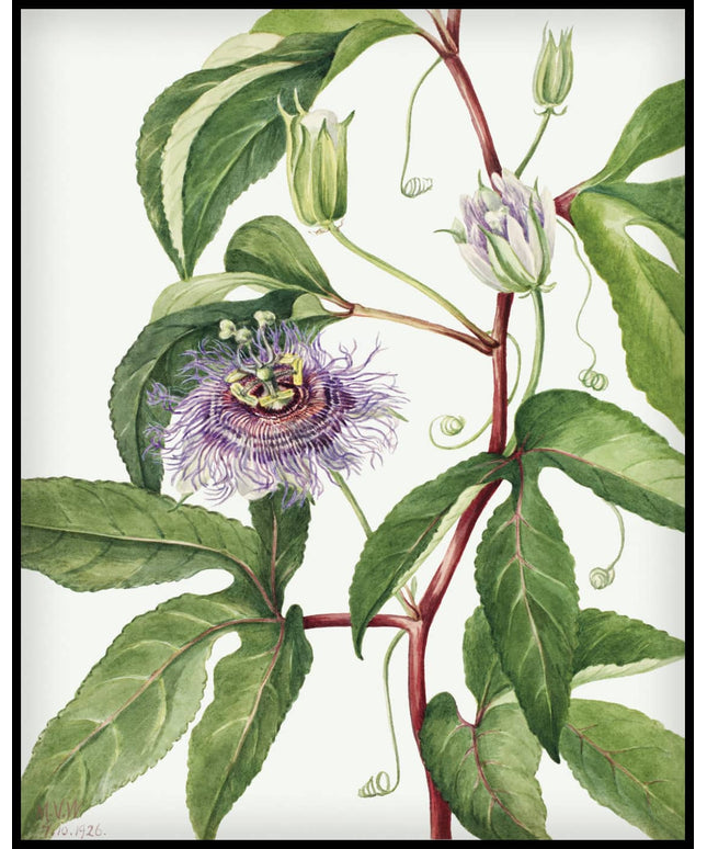 Mary Vaux Walcott Poster