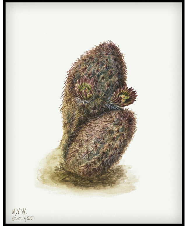 Mary Vaux Walcott Poster