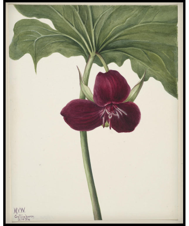 Mary Vaux Walcott Poster