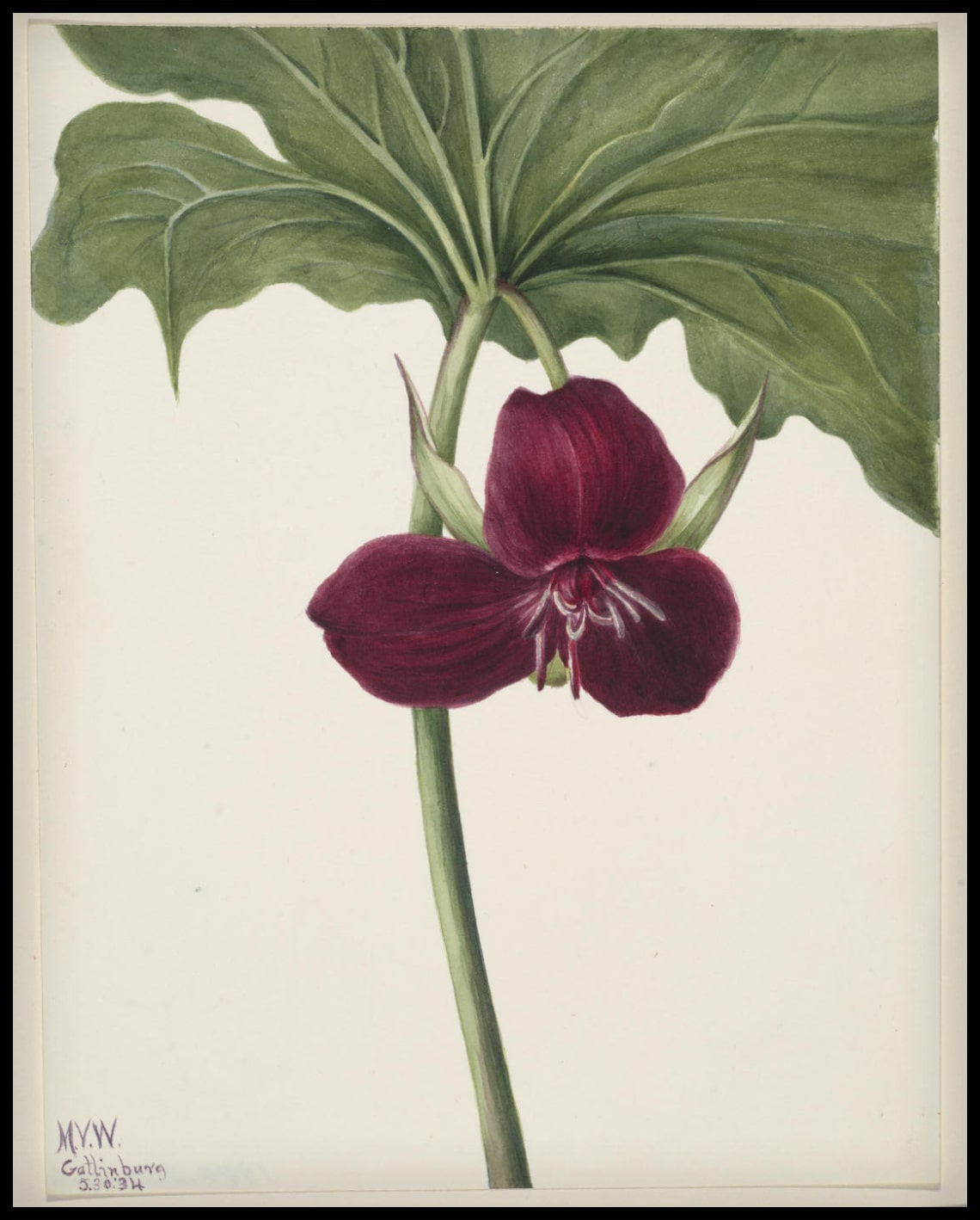 Mary Vaux Walcott Poster