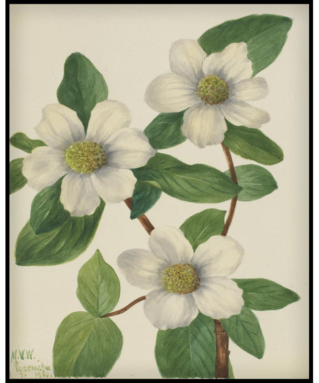 Mary Vaux Walcott Poster