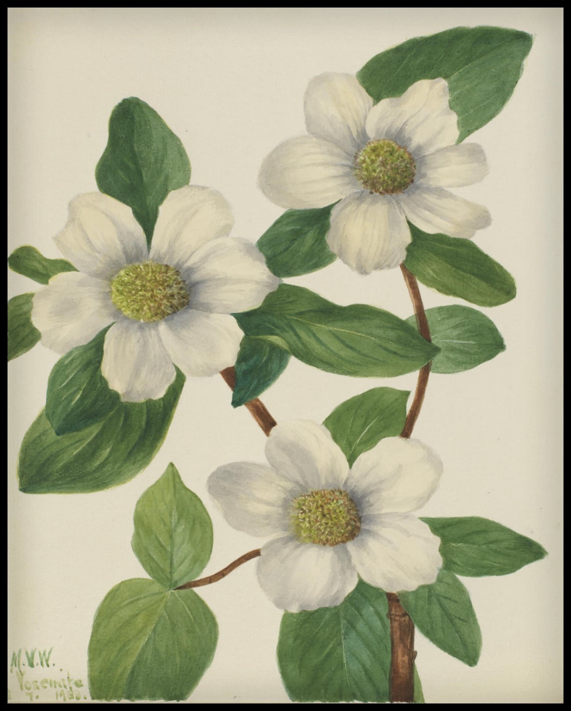 Mary Vaux Walcott Poster