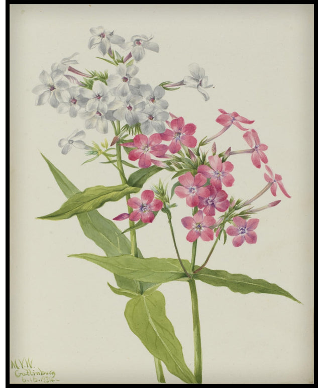 Mary Vaux Walcott Poster