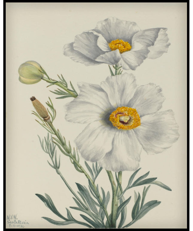 Mary Vaux Walcott Poster