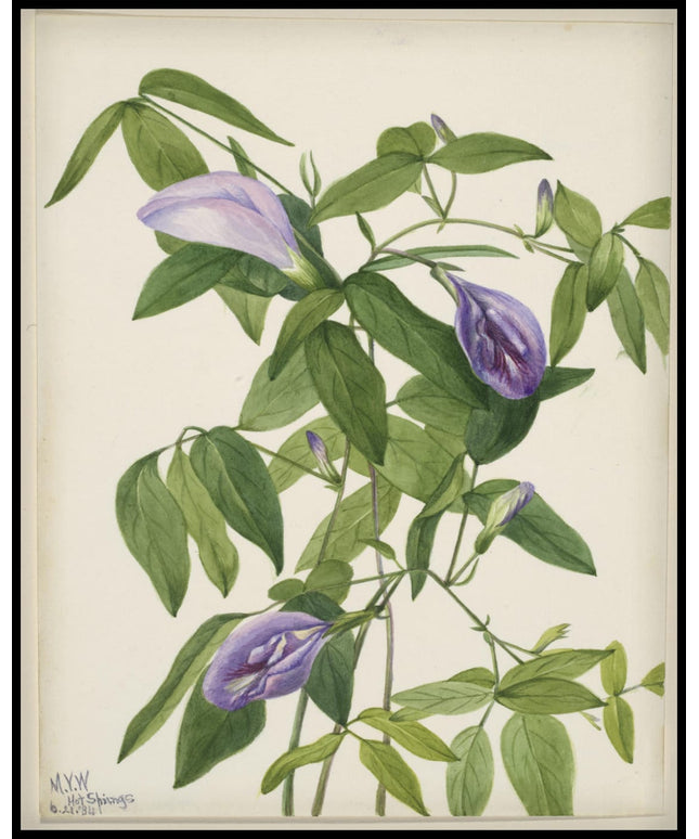 Mary Vaux Walcott Poster