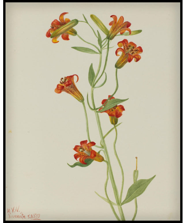 Mary Vaux Walcott Poster