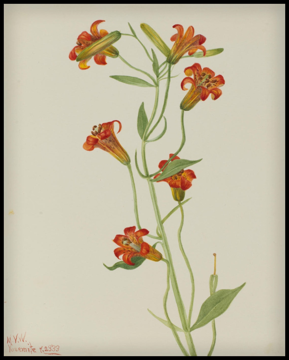 Mary Vaux Walcott Poster