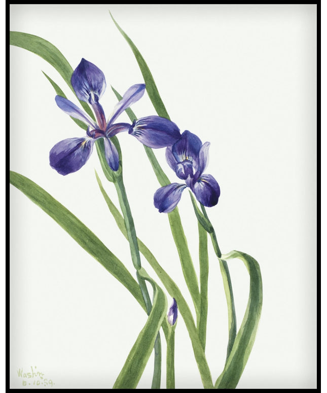 Mary Vaux Walcott Poster