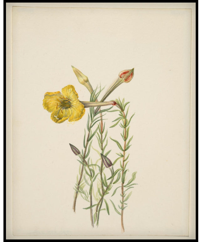 Mary Vaux Walcott Poster