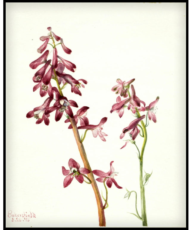 Mary Vaux Walcott Poster