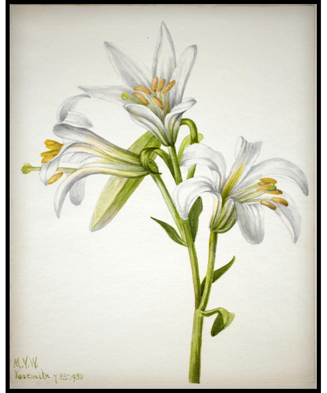 Mary Vaux Walcott Poster