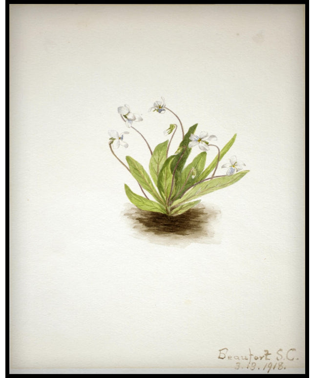 Mary Vaux Walcott Poster