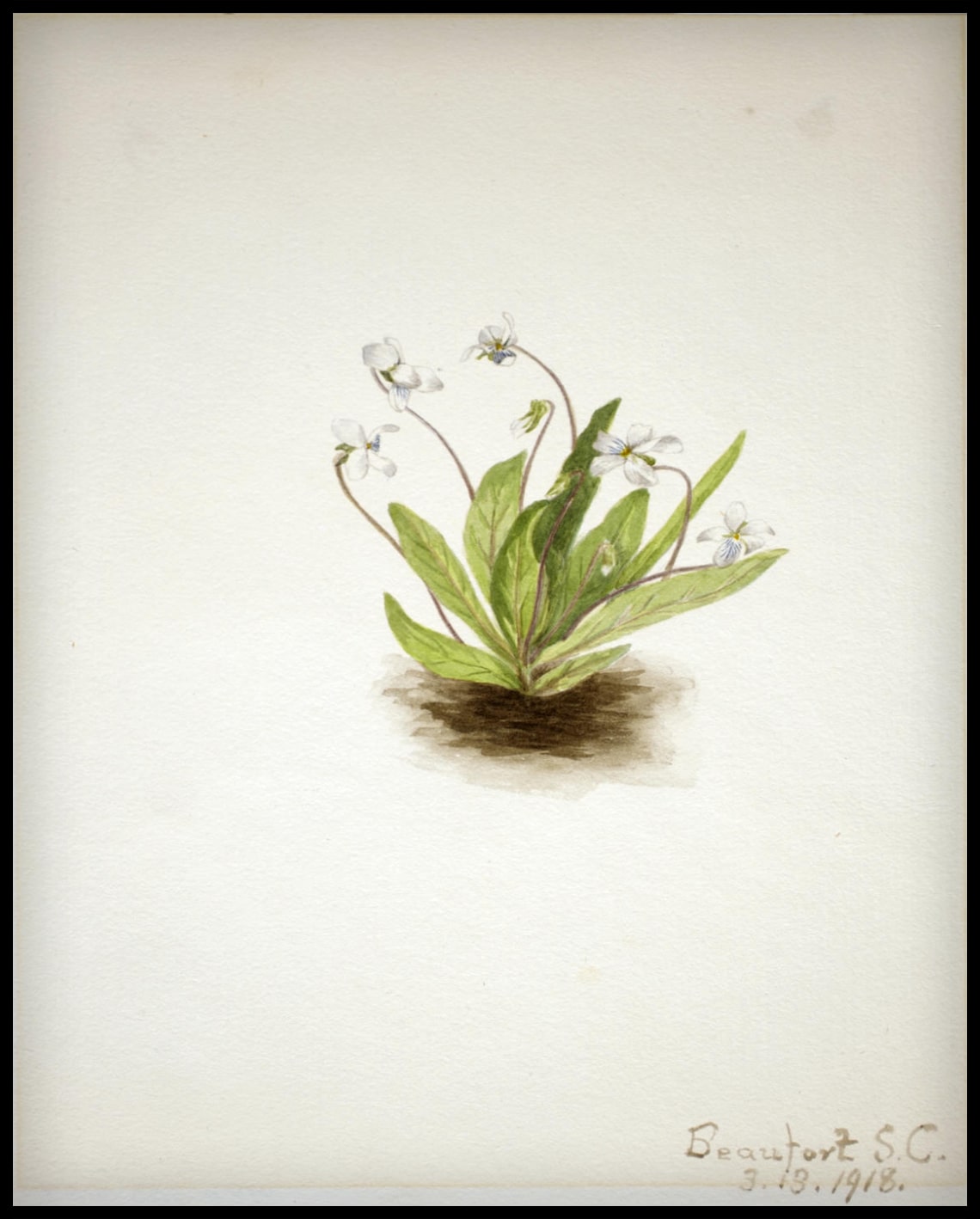 Affiche Mary Vaux Walcott