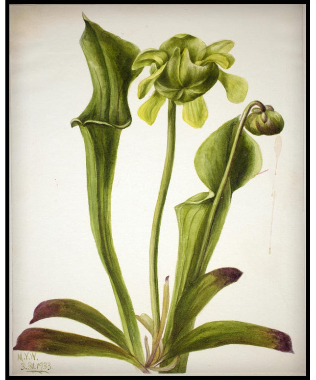 Mary Vaux Walcott Poster