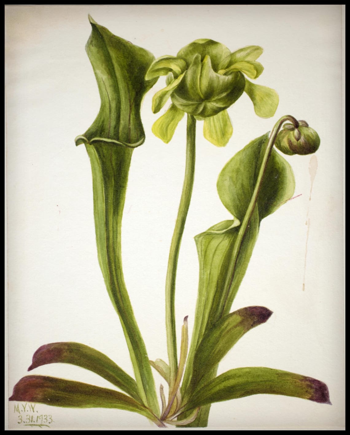 Affiche Mary Vaux Walcott