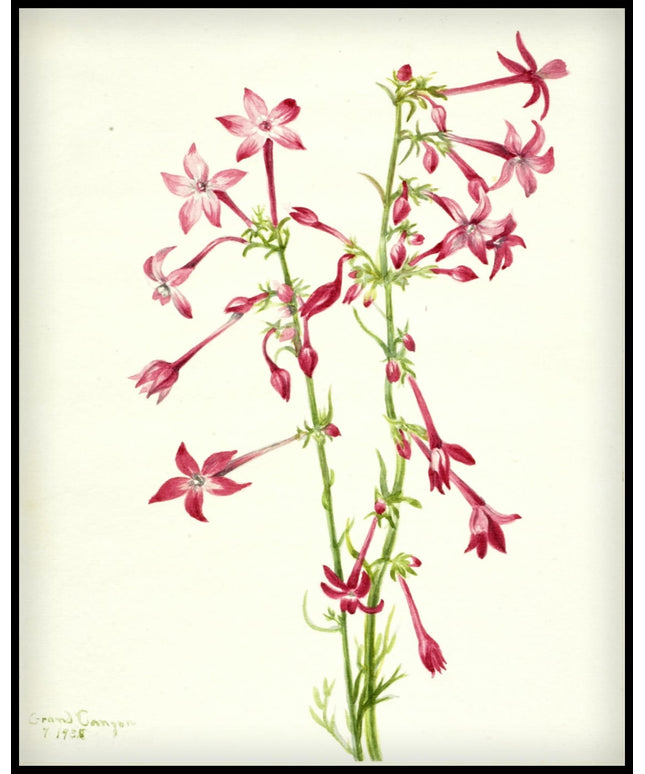 Mary Vaux Walcott Poster