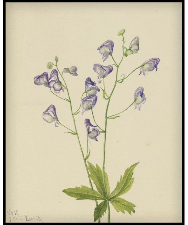 Mary Vaux Walcott Poster