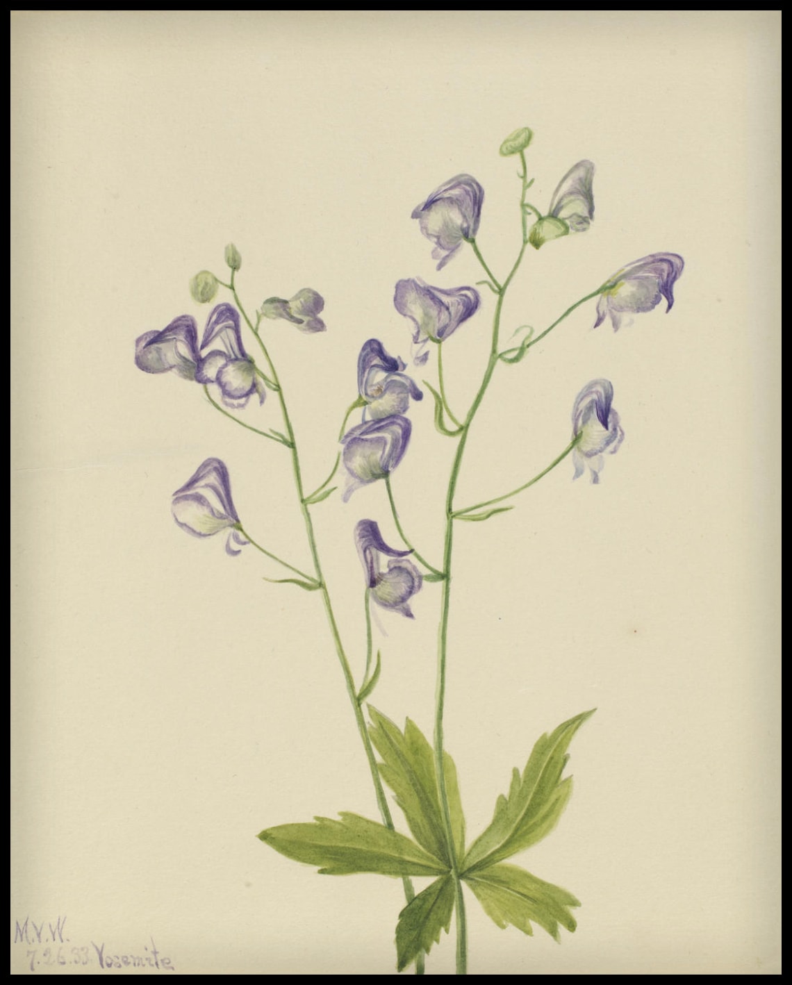 Affiche Mary Vaux Walcott