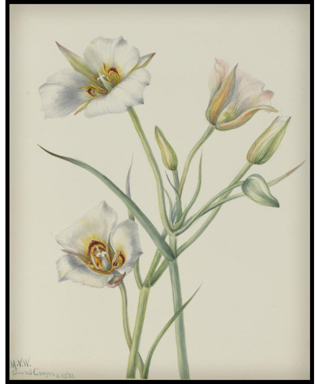 Mary Vaux Walcott Poster