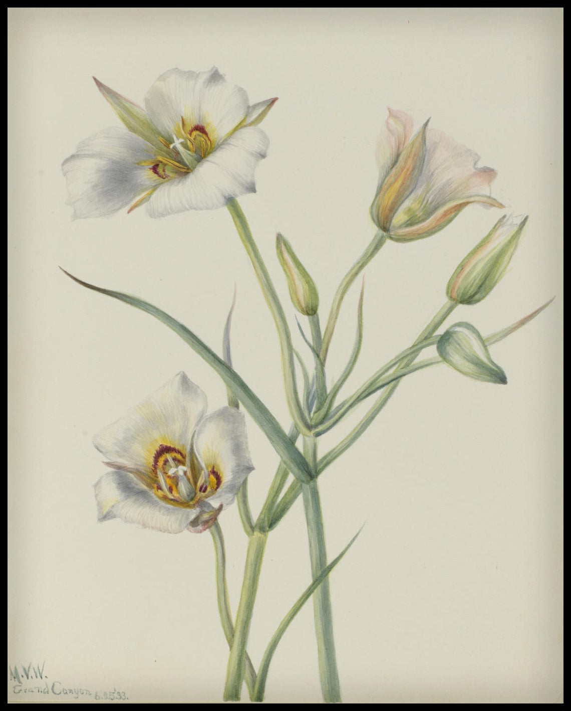 Affiche Mary Vaux Walcott