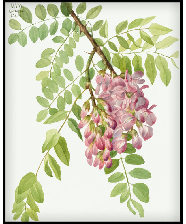 Mary Vaux Walcott Poster