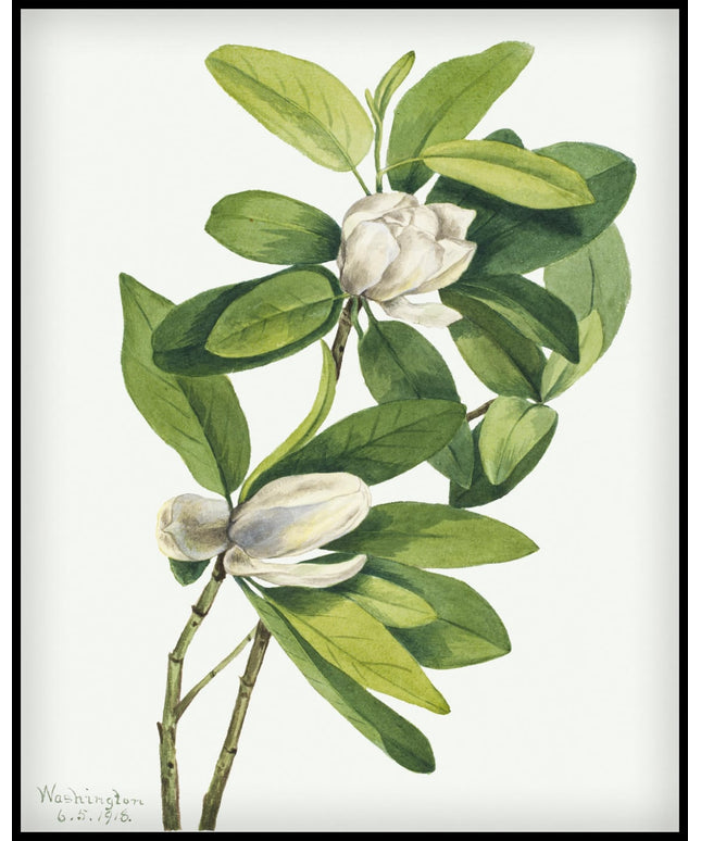 Mary Vaux Walcott Poster