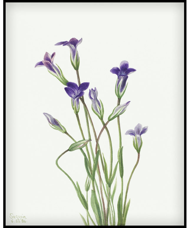 Mary Vaux Walcott Poster