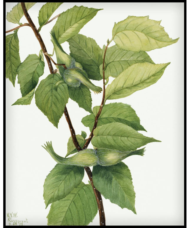 Mary Vaux Walcott Poster