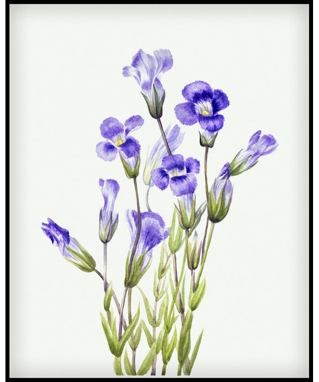 Mary Vaux Walcott Poster