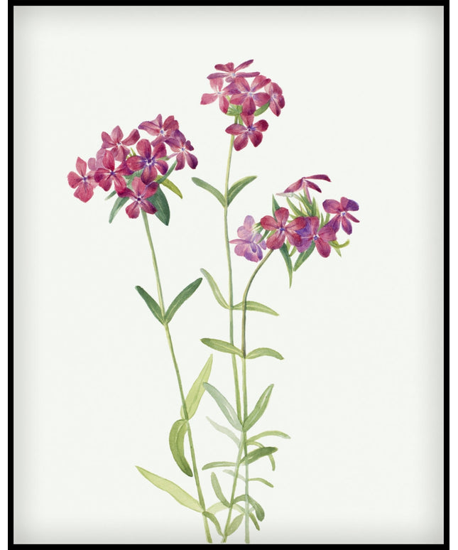 Mary Vaux Walcott Poster