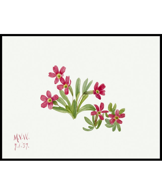 Mary Vaux Walcott Poster