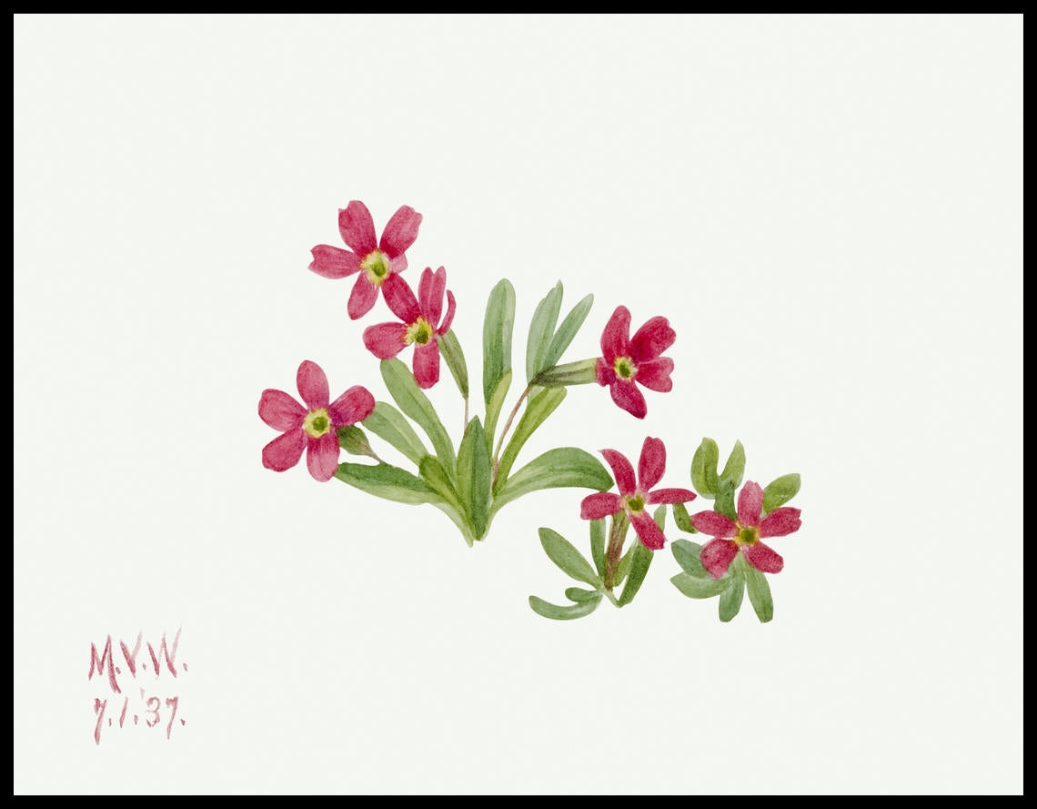 Mary Vaux Walcott Poster