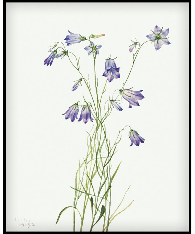 Mary Vaux Walcott Poster