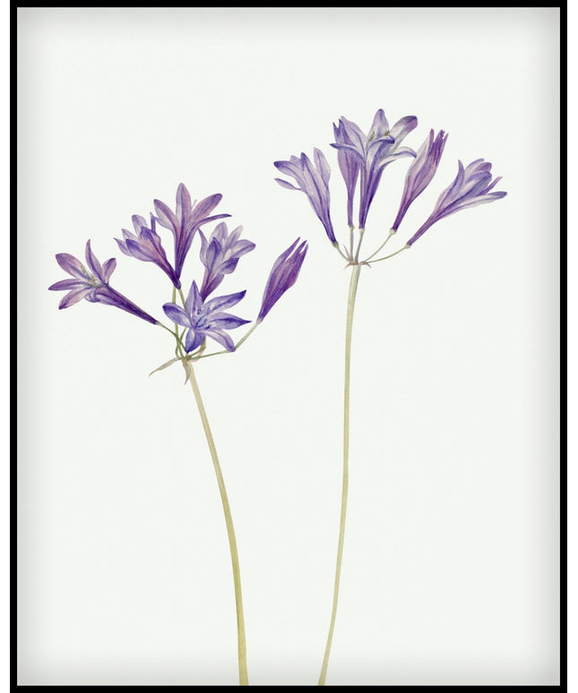 Mary Vaux Walcott Poster